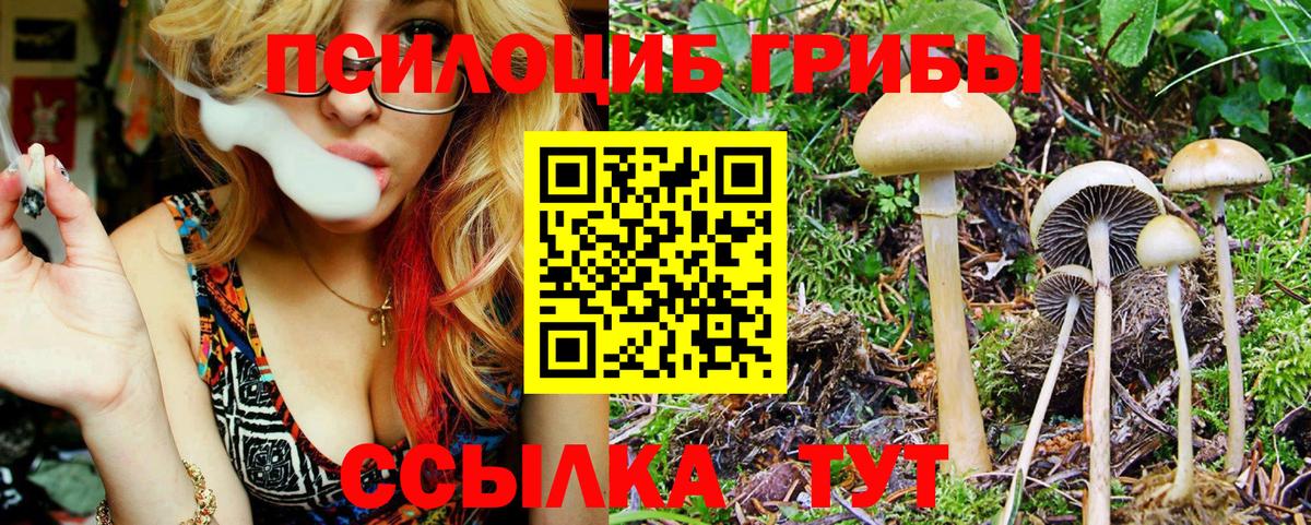 Псилоцибиновые грибы Psilocybine cubensis Гусев